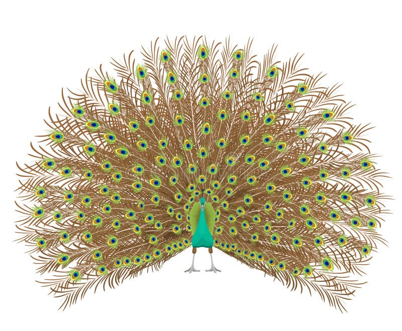 Peacock Drawing Easy. Today we thought of making peacock… | by cool drawing  | Medium