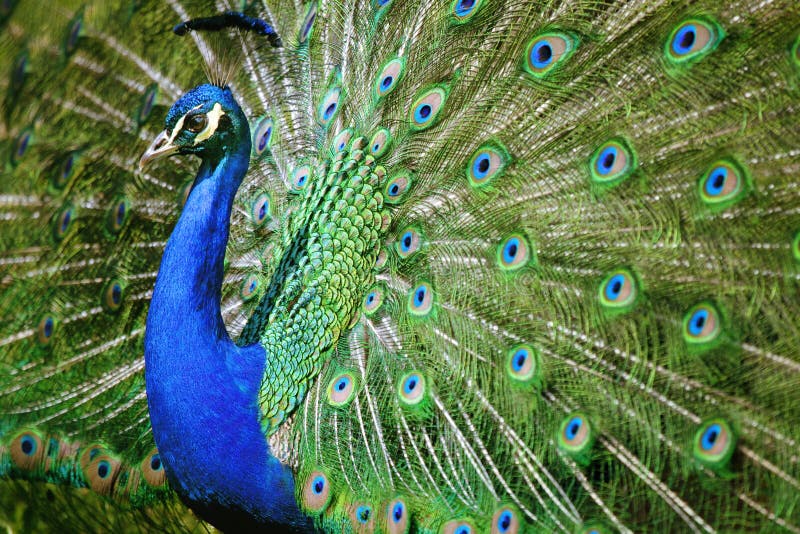 Beautiful peacock royalty free stock photography Beautiful peacock royalty free stock photography