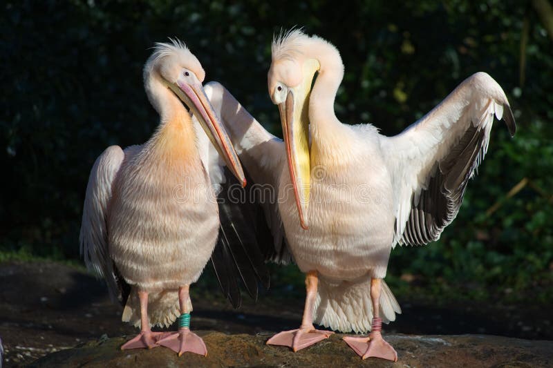 Beautiful pelicans