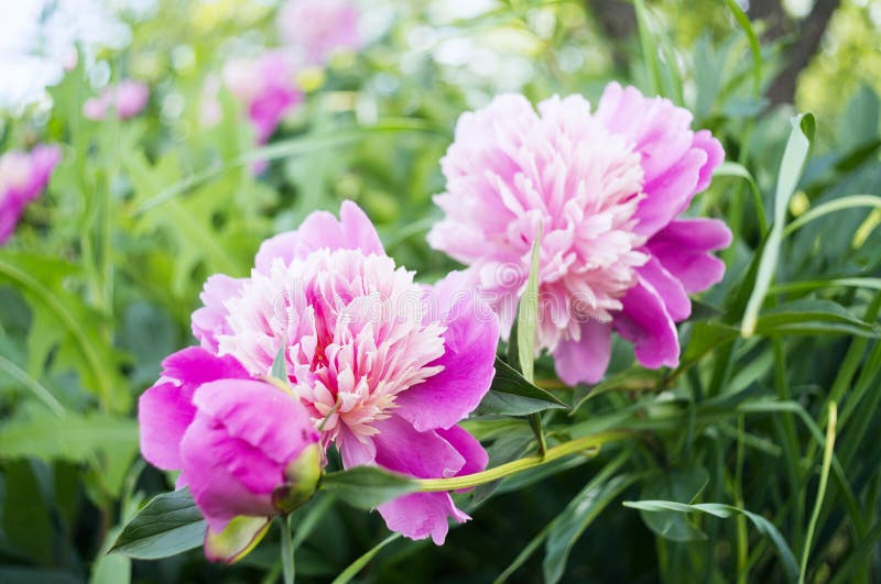 Beautiful peony flowers stock image. Image of colored 100682845