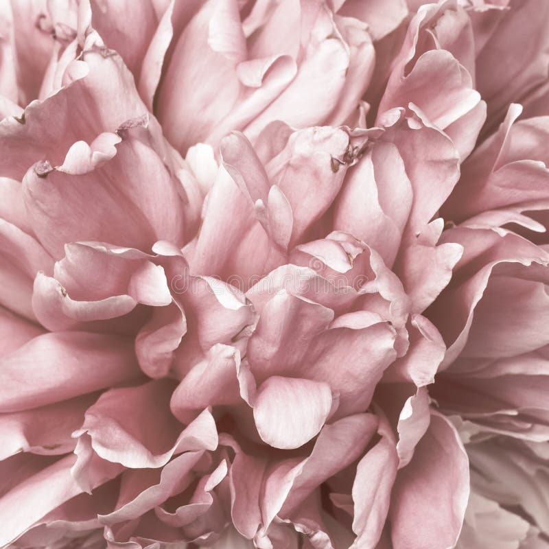 Premium Photo  Summer peonies flowers layout wallpaper background or  texture