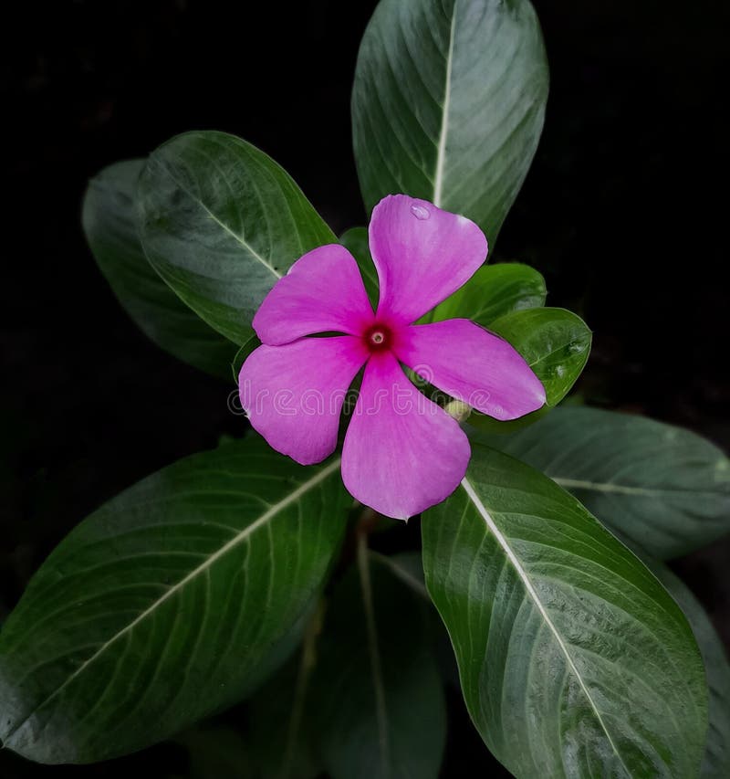The Beautiful Periwinkle Flower (catharanthus Roseus) Grows Wild in the