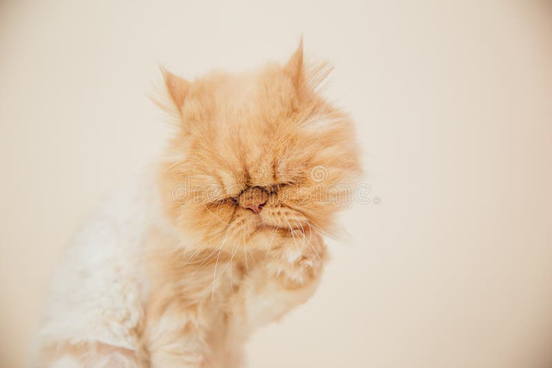 Beautiful persian cat posing for the camera