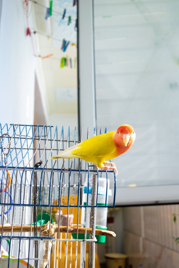 Beautiful pet bird at home. The rosy-faced lovebird Agapornis roseicollis sitting on his cage in the loggia. The parrot is also known as the rosy-collared or peach-faced lovebird