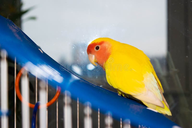 Beautiful pet bird at home. The rosy-faced lovebird Agapornis roseicollis sitting on his cage against the background of the window. The parrot is also known as the rosy-collared or peach-faced lovebird. Beautiful pet bird at home. The rosy-faced lovebird Agapornis roseicollis sitting on his cage against the background of the window. The parrot is also known as the rosy-collared or peach-faced lovebird