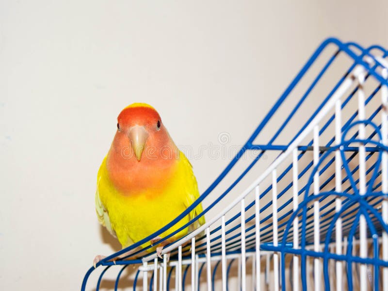 Beautiful pet bird at home. The rosy-faced lovebird Agapornis roseicollis sitting on his cage on the white background. The parrot is also known as the rosy-collared or peach-faced lovebird. Beautiful pet bird at home. The rosy-faced lovebird Agapornis roseicollis sitting on his cage on the white background. The parrot is also known as the rosy-collared or peach-faced lovebird