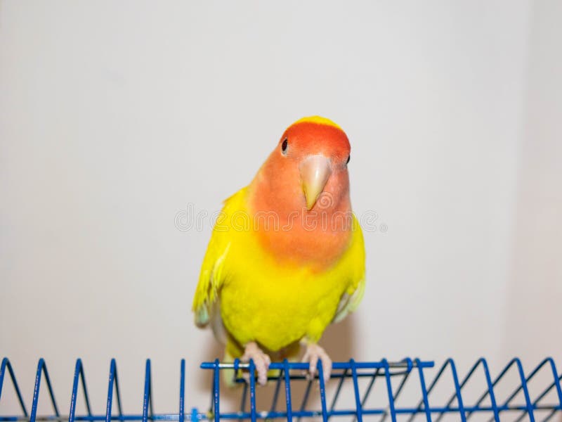 Beautiful pet bird at home. The rosy-faced lovebird Agapornis roseicollis sitting on his cage on the white background. The parrot is also known as the rosy-collared or peach-faced lovebird. Beautiful pet bird at home. The rosy-faced lovebird Agapornis roseicollis sitting on his cage on the white background. The parrot is also known as the rosy-collared or peach-faced lovebird