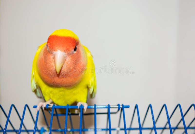 Beautiful pet bird at home. The rosy-faced lovebird Agapornis roseicollis sitting on his cage on the white background. The parrot is also known as the rosy-collared or peach-faced lovebird. Beautiful pet bird at home. The rosy-faced lovebird Agapornis roseicollis sitting on his cage on the white background. The parrot is also known as the rosy-collared or peach-faced lovebird