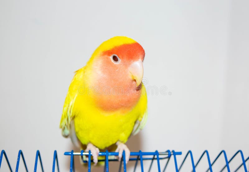 Beautiful pet bird at home. The rosy-faced lovebird Agapornis roseicollis sitting on his cage on the white background. The parrot is also known as the rosy-collared or peach-faced lovebird. Beautiful pet bird at home. The rosy-faced lovebird Agapornis roseicollis sitting on his cage on the white background. The parrot is also known as the rosy-collared or peach-faced lovebird