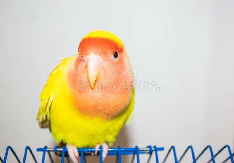 Beautiful pet bird at home. The rosy-faced lovebird Agapornis roseicollis sitting on his cage on the white background. The parrot is also known as the rosy-collared or peach-faced lovebird. Beautiful pet bird at home. The rosy-faced lovebird Agapornis roseicollis sitting on his cage on the white background. The parrot is also known as the rosy-collared or peach-faced lovebird