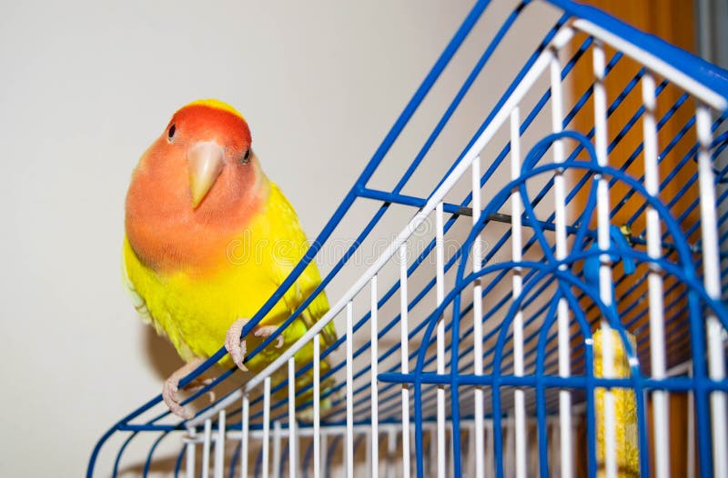 Beautiful pet bird at home. The rosy-faced lovebird Agapornis roseicollis sitting on his cage on the white background. The parrot is also known as the rosy-collared or peach-faced lovebird. Beautiful pet bird at home. The rosy-faced lovebird Agapornis roseicollis sitting on his cage on the white background. The parrot is also known as the rosy-collared or peach-faced lovebird