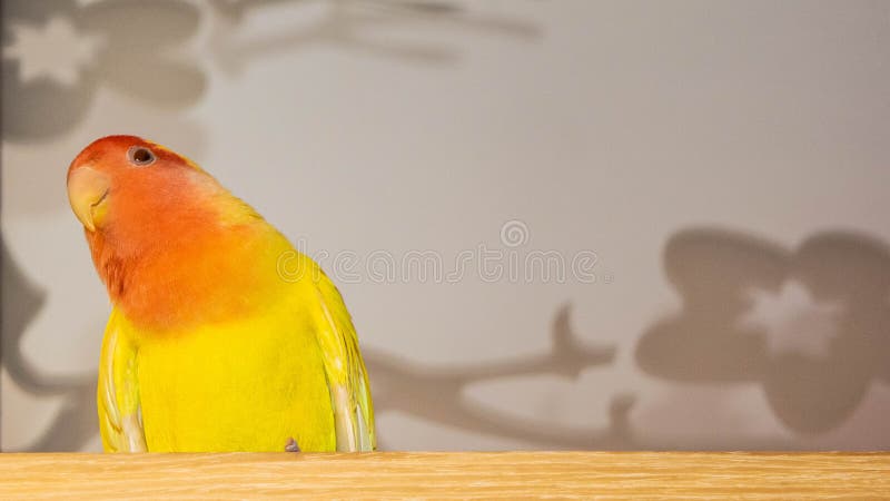 Beautiful pet bird at home. The rosy-faced lovebird Agapornis roseicollis sitting on a wooden surface. The parrot is also known as the rosy-collared or peach-faced lovebird. Beautiful pet bird at home. The rosy-faced lovebird Agapornis roseicollis sitting on a wooden surface. The parrot is also known as the rosy-collared or peach-faced lovebird