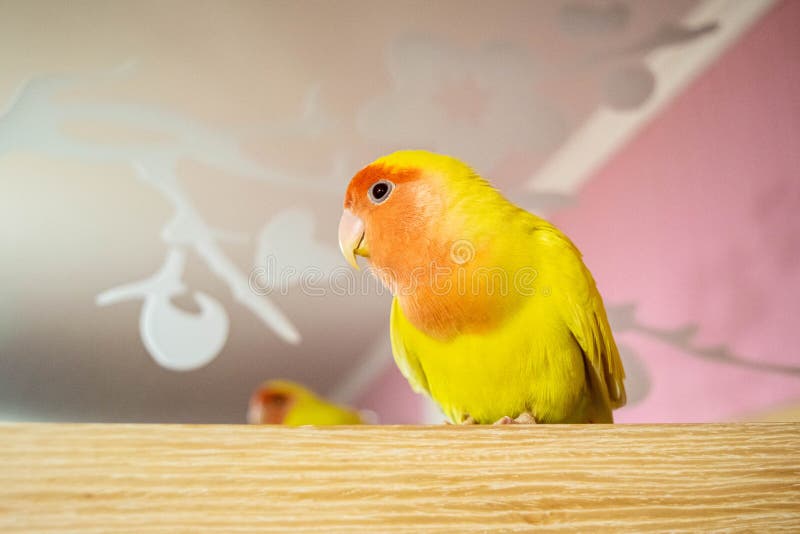 Beautiful pet bird at home. The rosy-faced lovebird Agapornis roseicollis sitting on a wooden surface. The parrot is also known as the rosy-collared or peach-faced lovebird. Beautiful pet bird at home. The rosy-faced lovebird Agapornis roseicollis sitting on a wooden surface. The parrot is also known as the rosy-collared or peach-faced lovebird