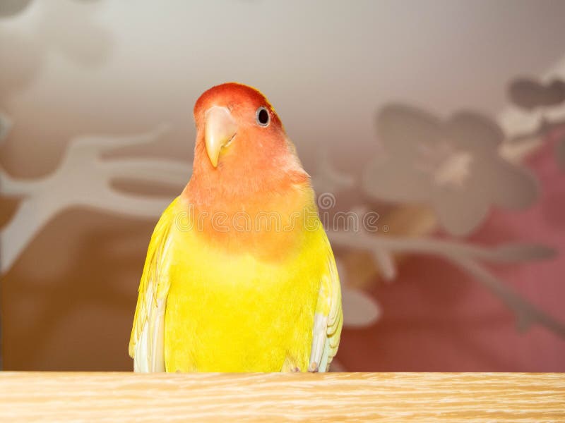 Beautiful pet bird at home. The rosy-faced lovebird Agapornis roseicollis sitting on a wooden surface. The parrot is also known as the rosy-collared or peach-faced lovebird. Beautiful pet bird at home. The rosy-faced lovebird Agapornis roseicollis sitting on a wooden surface. The parrot is also known as the rosy-collared or peach-faced lovebird