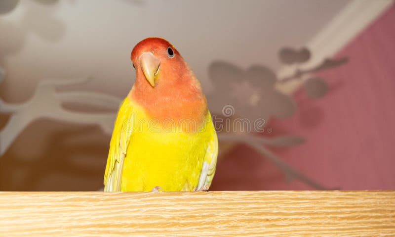 Beautiful pet bird at home. The rosy-faced lovebird Agapornis roseicollis sitting on a wooden surface. The parrot is also known as the rosy-collared or peach-faced lovebird. Beautiful pet bird at home. The rosy-faced lovebird Agapornis roseicollis sitting on a wooden surface. The parrot is also known as the rosy-collared or peach-faced lovebird