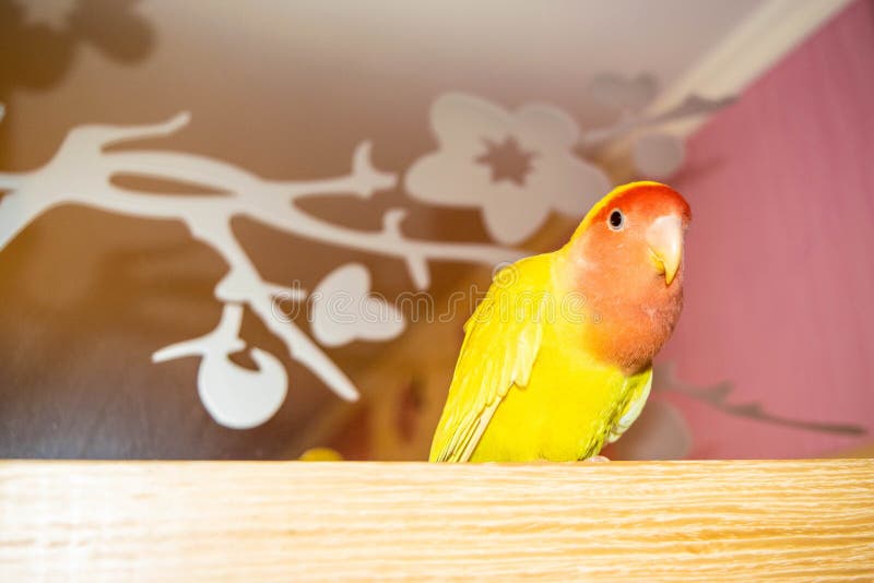 Beautiful pet bird at home. The rosy-faced lovebird Agapornis roseicollis sitting on a wooden surface. The parrot is also known as the rosy-collared or peach-faced lovebird. Beautiful pet bird at home. The rosy-faced lovebird Agapornis roseicollis sitting on a wooden surface. The parrot is also known as the rosy-collared or peach-faced lovebird