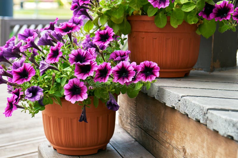 36 Container Garden Ideas to Inspire Your Own Pretty Plantings