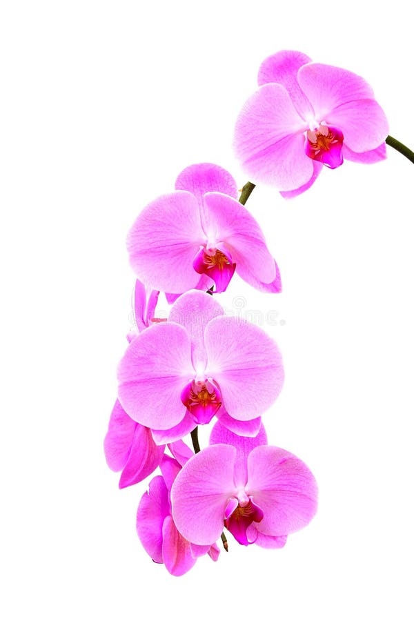 Beautiful phalaenopsis blume orchids on white background