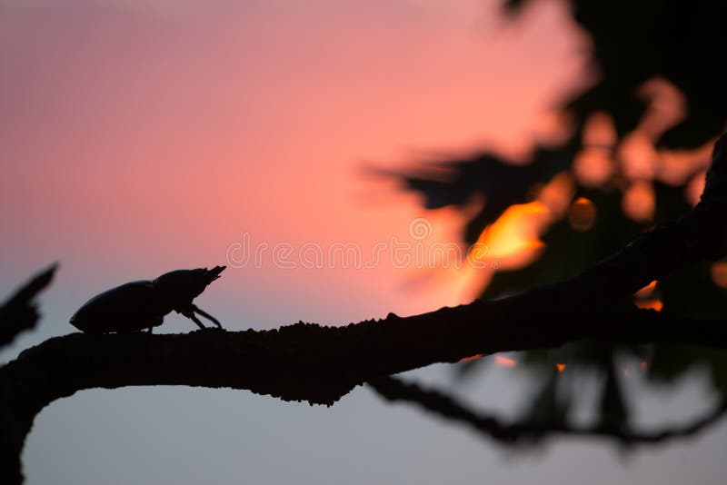 Beautiful photo of a female stag beetle, Lucanus cervus in sunset