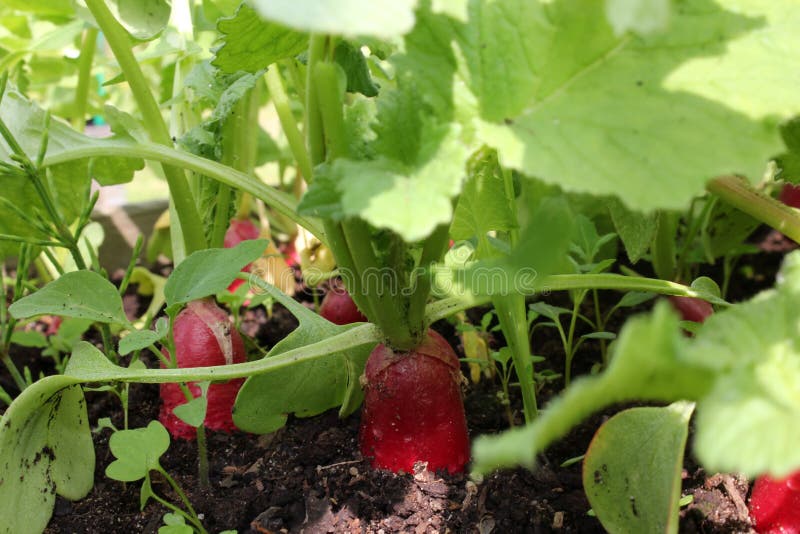 Radish stock photo. Image of kaleyard, fuzzy, ingredient 191587516