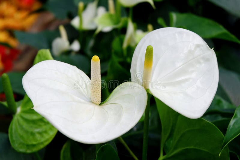 Exotic White Anthurium Flowers royalty free stock images Exotic White Anthurium Flowers royalty free stock images