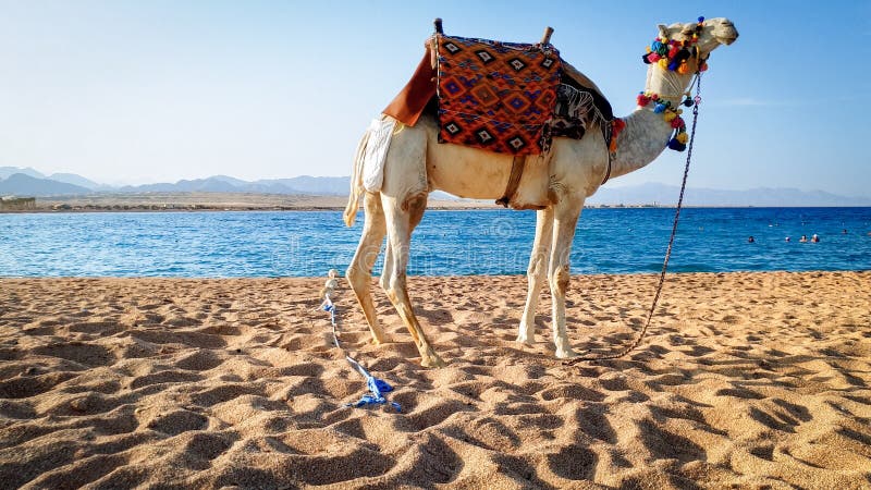 Beautiful image of white camel with decorated saddle standing on the sand a...