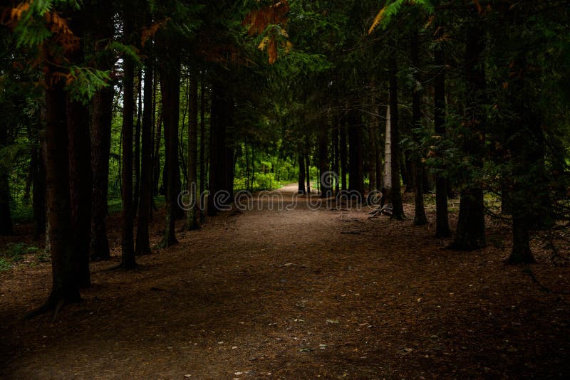 Beautiful photos of forests royalty free stock image