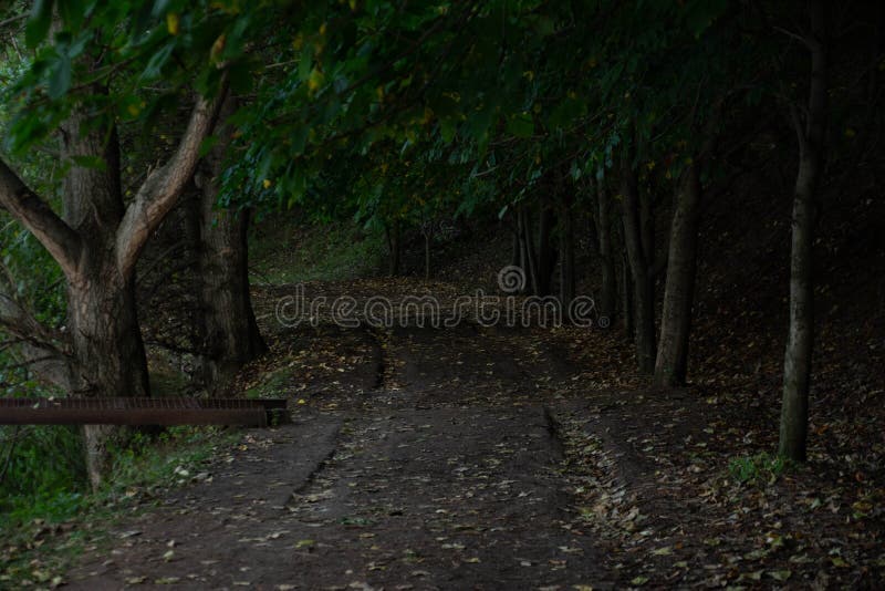 Beautiful photos of forests. Path in the deep forest stock photo