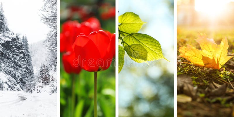 Beautiful photos of nature. Four seasons collage stock photo