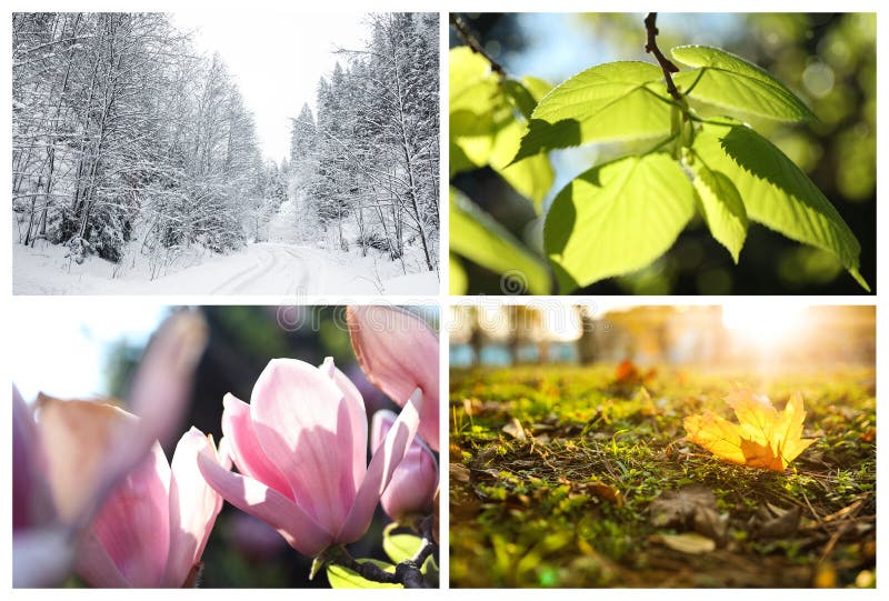 Beautiful photos of nature. Four seasons collage royalty free stock images