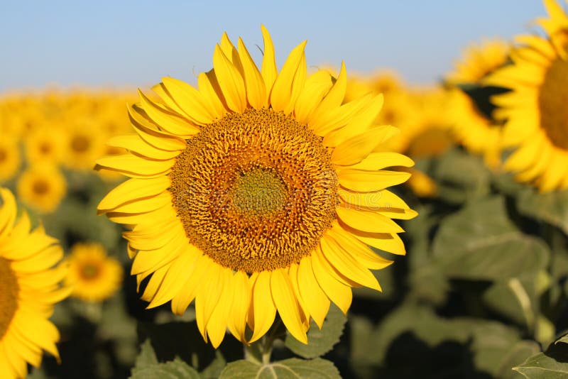 Beautiful picture of sunflowers and soaking up the sun in the field royalty free stock images Beautiful picture of sunflowers and soaking up the sun in the field royalty free stock images