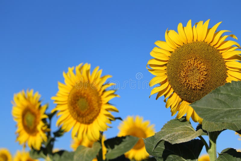 Beautiful picture of sunflowers and soaking up the sun in the field royalty free stock photo Beautiful picture of sunflowers and soaking up the sun in the field royalty free stock photo