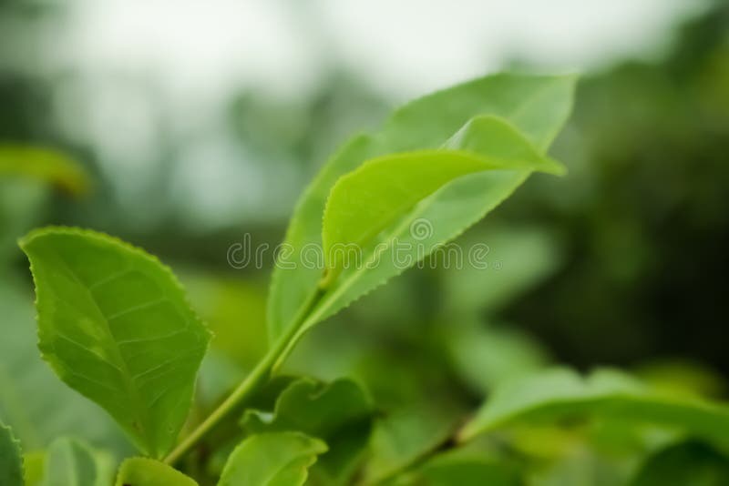 Beautiful Picture of Tea Leaf on the Tea Garden. Stock Image Image of details, beautiful