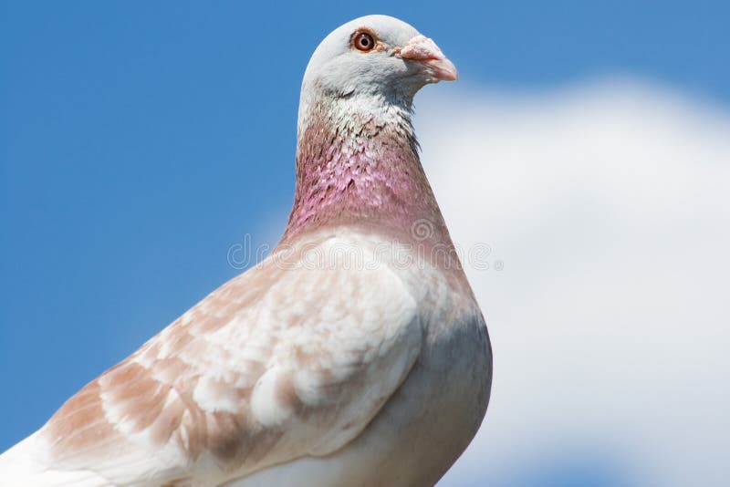 Pigeon Pigeon