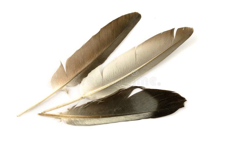 Beautiful feather floating in the air on a white background. Beautiful pigeon feather floating in the air on a white background royalty free stock image Beautiful feather floating in the air on a white background. Beautiful pigeon feather floating in the air on a white background royalty free stock image