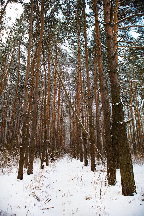 Beautiful pine forest on a frosty day. Tunnel made of pine trees. The sun`s rays pass through the trees of the winter forest.