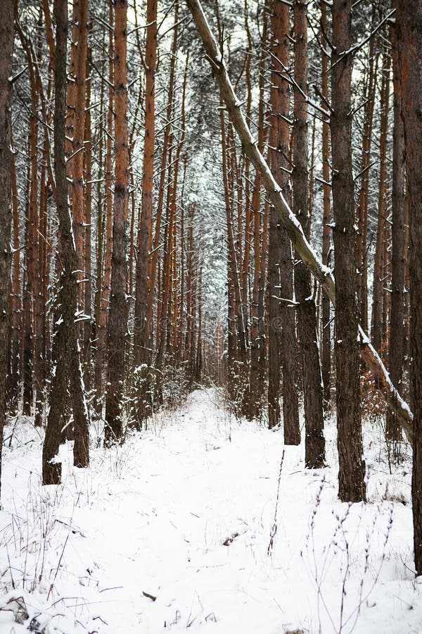 Beautiful pine forest on a frosty day. Tunnel made of pine trees. The sun`s rays pass through the trees of the winter forest.