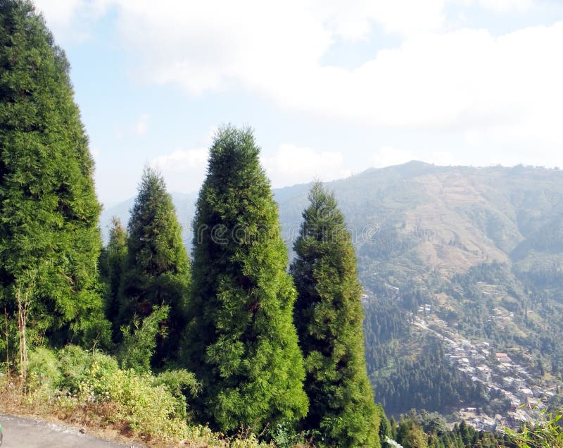 Beautiful pine forest in himalaya royalty free stock photography Beautiful pine forest in himalaya royalty free stock photography