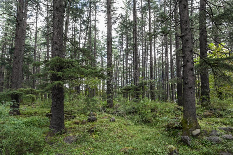 Beautiful pine forest