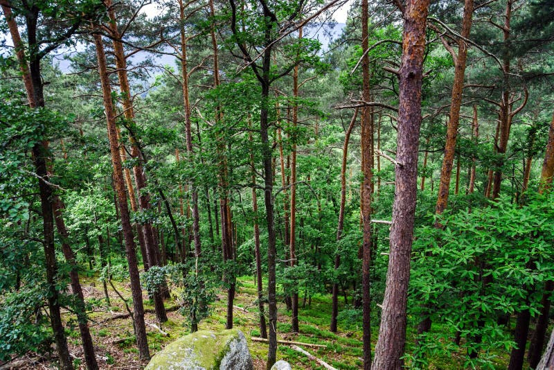 Beautiful Pine Tree Forest Stock Photo Image Of Sunlight 41537516