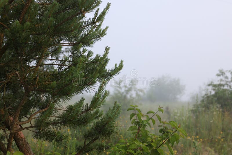 Beautiful Pine Tree Growing Outdoors on Summer Day. Space for Text