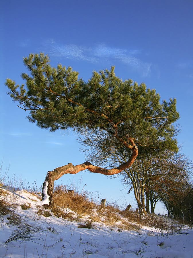 Beautiful Pine Tree - Natural Bonsai Stock Photo - Image of snow, pine