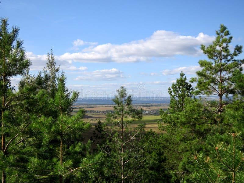 Beautiful pine trees on background of countryside landscape. Sum royalty free stock image
