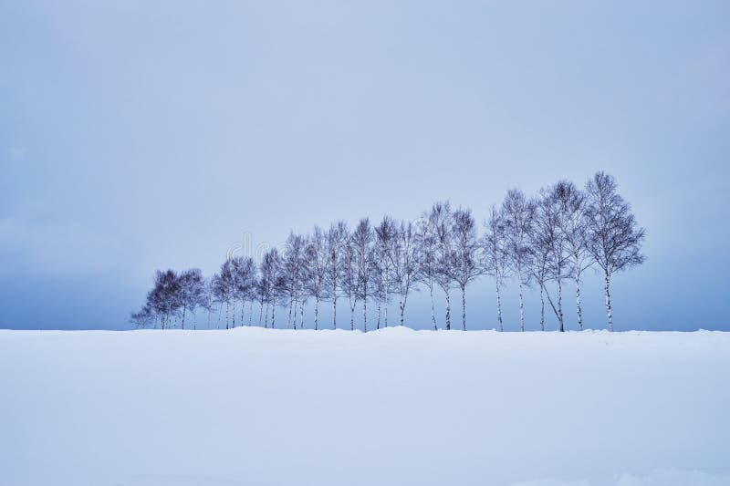 Beautiful Pine trees near `Seven star no ki` along the patchwork road in winter at Biei city stock images Beautiful Pine trees near `Seven star no ki` along the patchwork road in winter at Biei city stock images