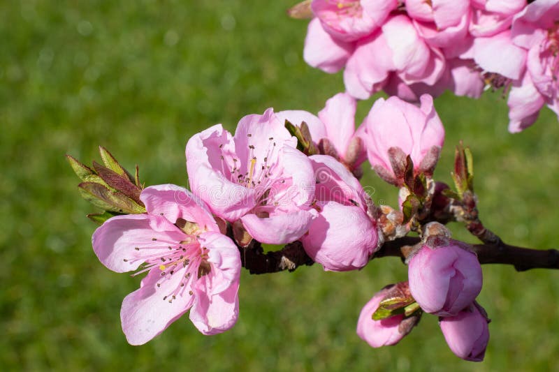 Beautiful Ping Blooming Sakura in the Garden Stock Photo Image of