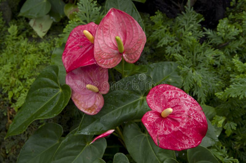 Pink Anthurium in Singapore Botanic garden