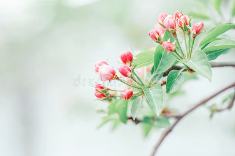 Beautiful pink apple flowers buds on tree branches