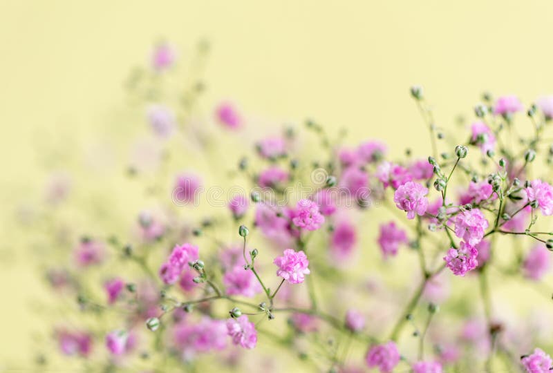 Close Pink Babys Breath Flower Natural Stock Photo 171147746