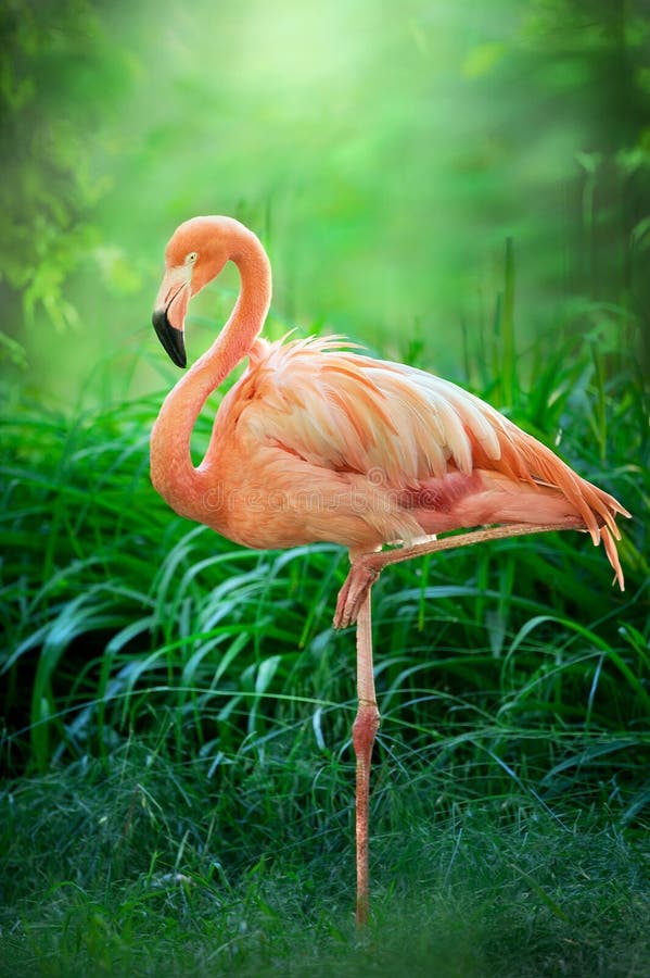 Beautiful pink big bird Flamingo