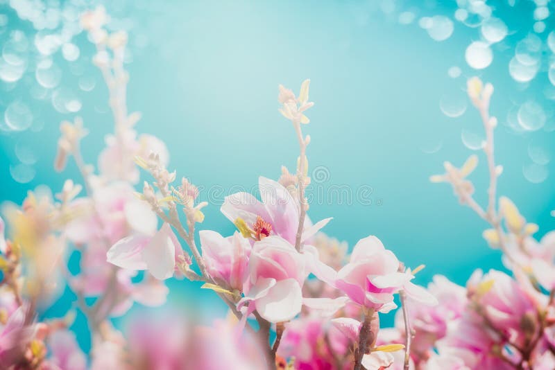 Beautiful pink blossom of magnolia with sun shine and bokeh at turquoise sky background, front view, floral border